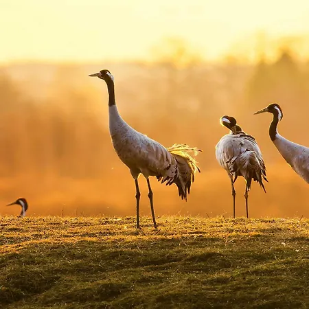 Waldgefluester Am Plauer Dom wakacyjny