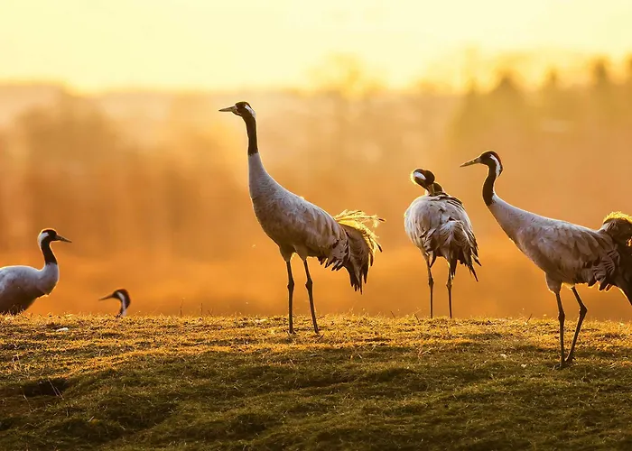 Waldgefluester Am Plauer Casa vacanze